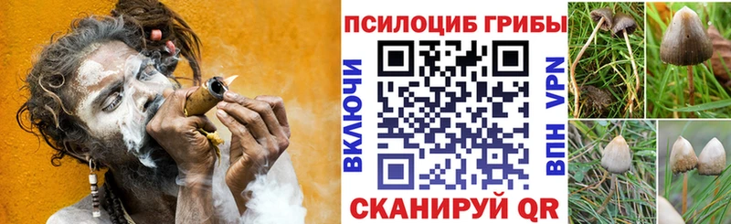 Галлюциногенные грибы Psilocybe  Купить закладки  Ряжск 